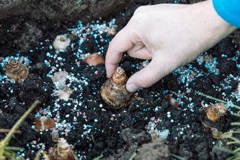 How to plant spring bulbs