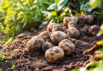 How to sow and grow maincrop potatoes