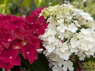 Hydrangeas for big impact