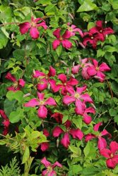 JUNE – HTA PLANT OF THE MOMENT COLOURFUL CLEMATIS COLLECTION
