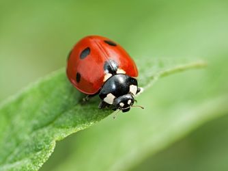 Ladybirds - Nature's garden pest control patrol