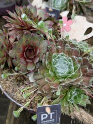 Landscaping with succulents