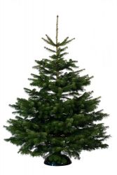 Large Christmas Tree Orders