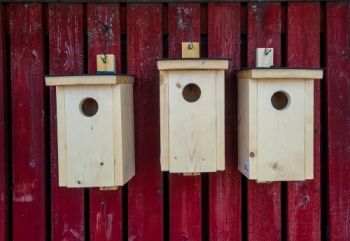 Make birdhouses