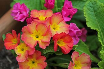 March - HTA Plant of the moment - Spring has sprung with perfect primulas