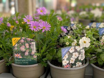 New season patio & basket plants