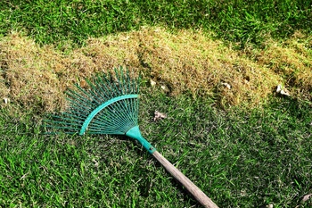 Organic Lawn Care