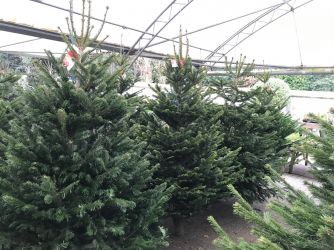 Our real Christmas Trees