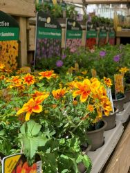 Patio and Basket Plants