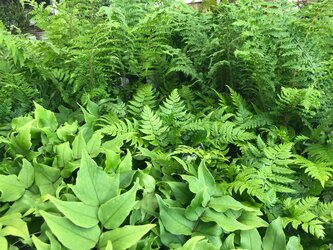 Plants for shady gardens