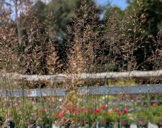 Prairie Planting