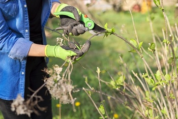 Prune Summer Blooming Shrubs