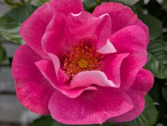 Roses in bloom