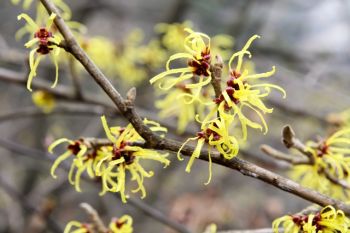 Scented Winter Flowering Shrubs