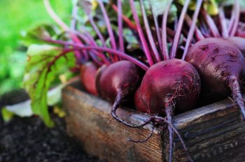 Sow beetroot for delicious early crops within a few weeks’ time