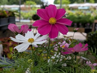Sowing colourful annuals