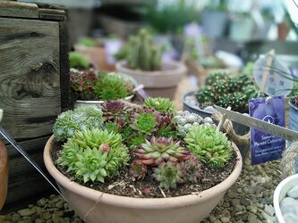 Succulent planters