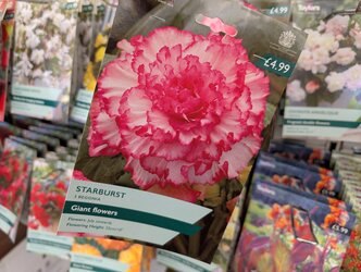 Summer flowering bulbs in stock!