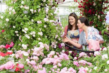 The Chelsea Flower Show starts tomorrow