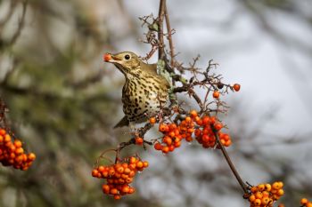 Tips on feeding garden birds in winter