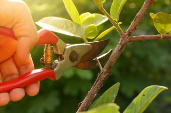 Tips on pruning shrubs, trees and perennials