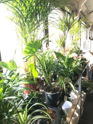 Tips to keep your houseplants healthy