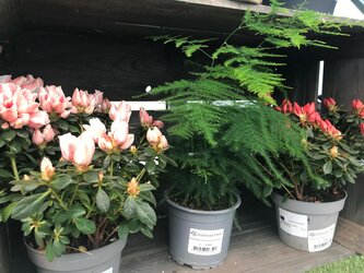 Tips to keep your houseplants healthy