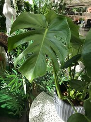 Top 10 Houseplants to Replace the Christmas Tree