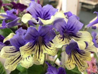 Top 4 beautiful flowering houseplants to grow