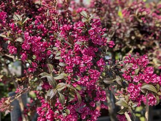 Top 5 Flowering Shrubs