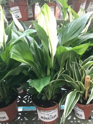 What we can learn from plants