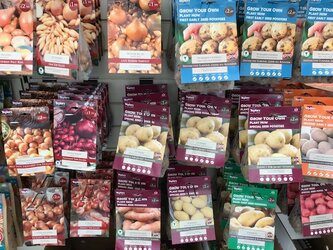 Why you should sow onions on Boxing Day