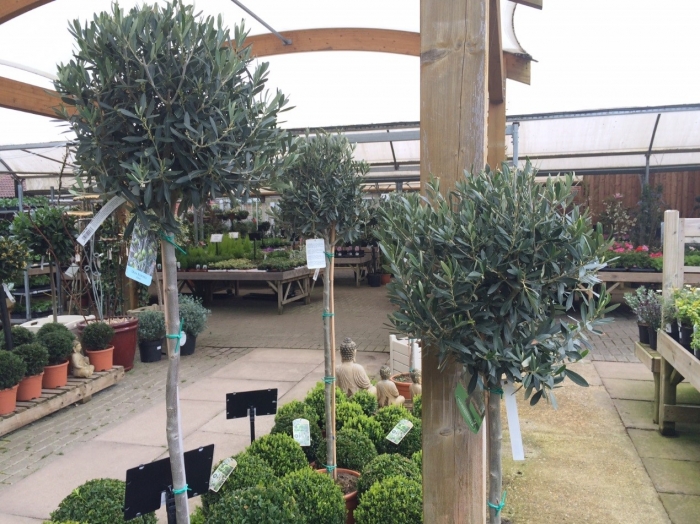 Ashtead Park Garden Centre Surrey