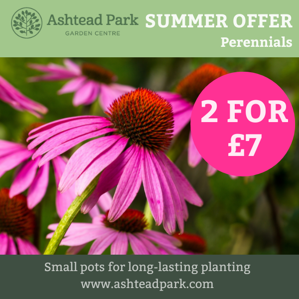 Starter perennials