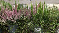 Autumn planting