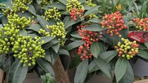 Autumn planting