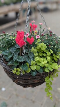 Autumn planting