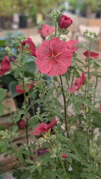 Autumn planting
