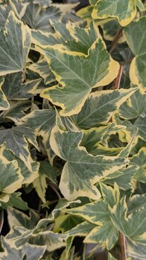 Autumn planting