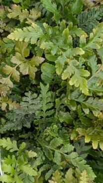 Autumn planting