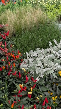Autumn planting