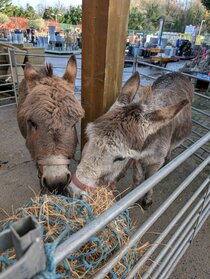 Festive Family Fun 2025