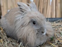 Festive Family Fun 2025