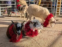 Festive Family Fun 2025