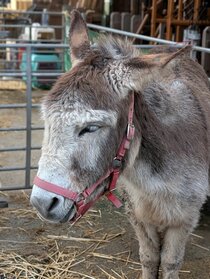 Festive Family Fun 2025