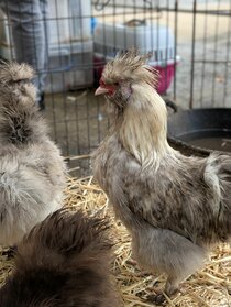 Festive Family Fun 2025