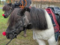 Festive Family Fun 2025