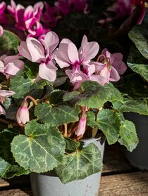 Flowering in January