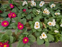 Flowering in January