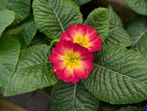 Flowering in January
